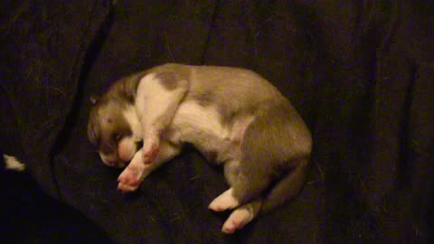 Husky Puppy Twitches Funny While Dreaming