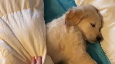 wakey wakey golden retriever puppy, it's time for school