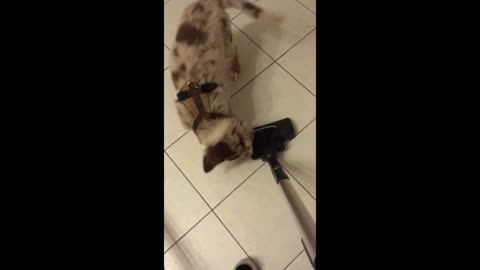 Feisty little puppy fights the vacuum cleaner