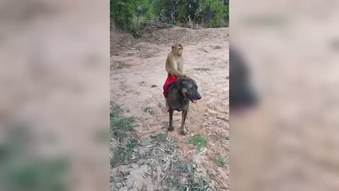 Dog and super monkey King