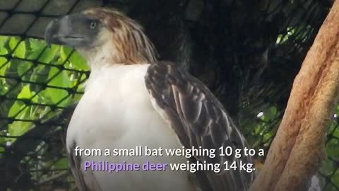 Philippine Eagle