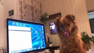 Dog howls along to random MacBook sounds