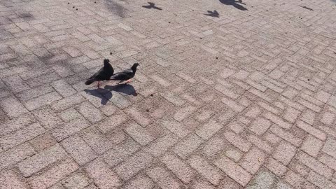 Pigeons are in love