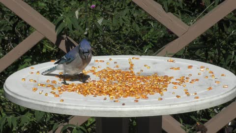 Blue Jay eating corn seeds