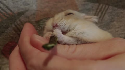 Tiny hamsters falls asleep while eating a treat