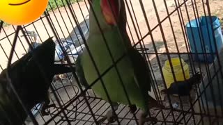 Two parrot play