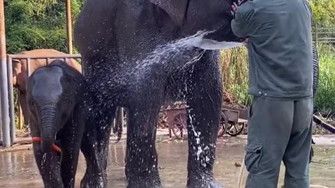 Elephant bathing 1