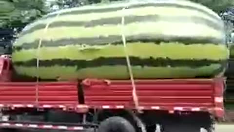 See How the world's biggest watermelon is transported.