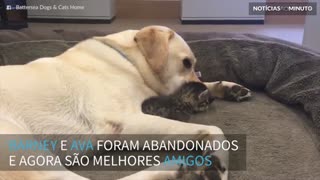 Labrador e gatinho abandonados formam uma linda amizade