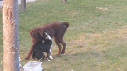 Labradoodle versus Corgi chiweenie