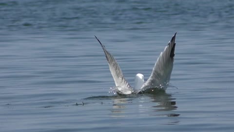 Watch the seagulls fishing in the sea up close with great music