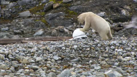 Polar Bear Destroys Spy Cam | Polar Bear Spy On The Ice | BBC Earth