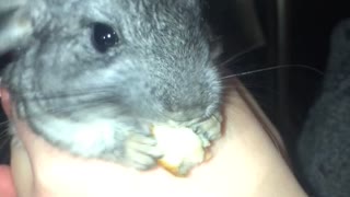 Baby chinchilla having a snack