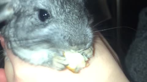Baby chinchilla having a snack