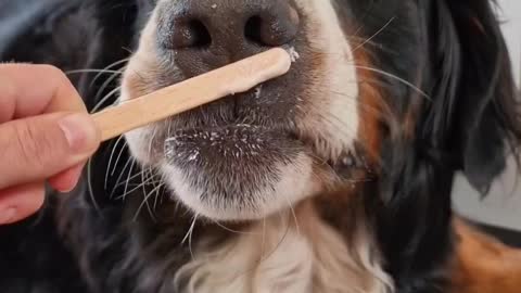 Cute Bernese Mountain Dog does not know how to eat an ice cream