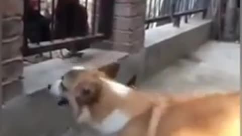 Chiken vs dog fight funny video.
