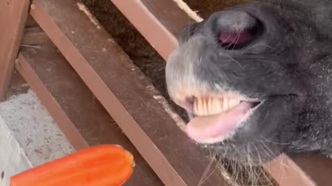 Funny video of feeding a donkey.