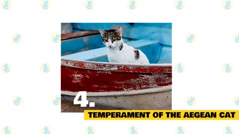 Aegean Cats 101 : Fun Facts & Myths
