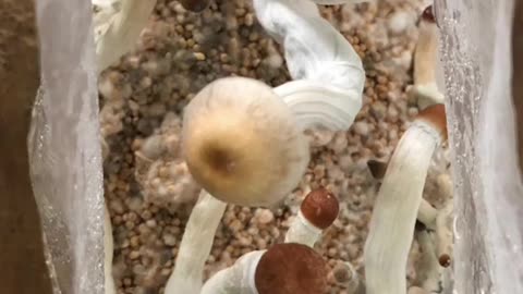 McKennaii Mushroom (Psilocybe Cubensis)