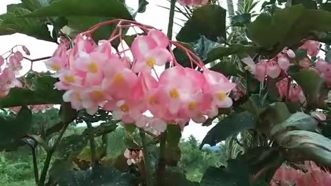 PRETTY FLOWER