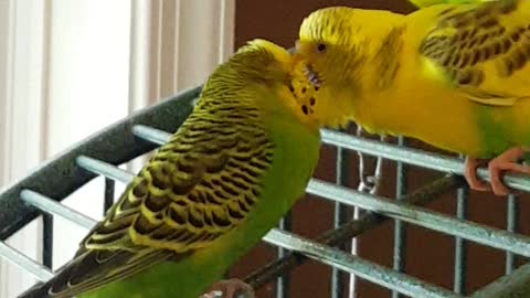 Parakeets finally find true love