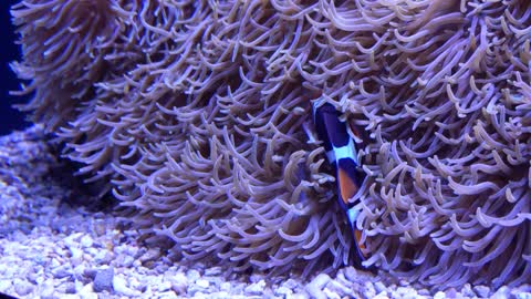 Clownfish cleaning themselves