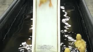 Ducklings Send It Down the Slide