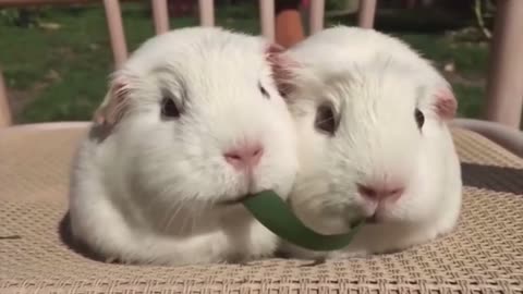 Guinea pigs playing tug of war with a blade of grass