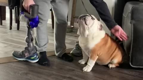 English Bulldog Goes Crazy for Vacuum