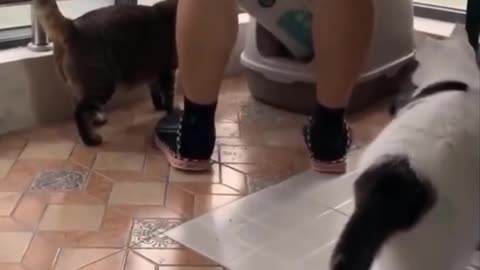 Cat randomly sneak attacks it's owner