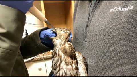Tube feeding wildlife patients - A red-tailed Hawk