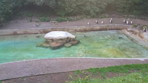 Penguins love a freshly cleaned enclosure