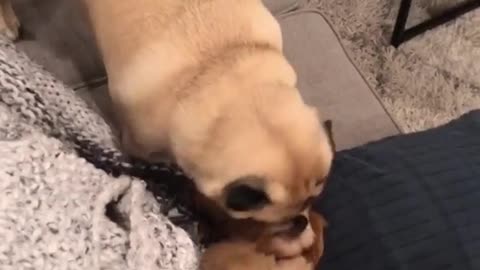Pug wakes up his sleeping puppy friend