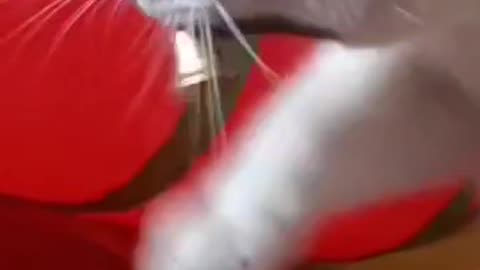 Cat Loves Playing with Jingle Bells