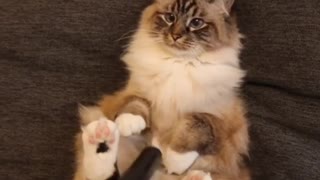 Super Cute Cat Loves Getting Vacuumed