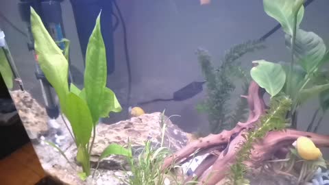 Snail making funny jumps in the aquarium