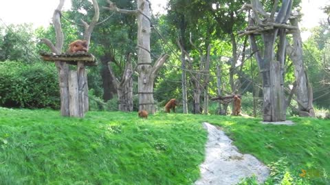 A balancing act of a young orangutan at Leipzig Zoo