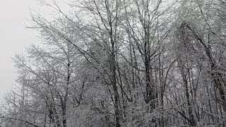 Ice Covered Trees