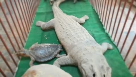 Little Boy Got Stunned By Old Animals Parts In Paleontology Museum