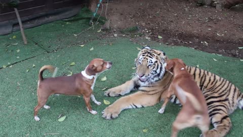 TIGER PLAY WITH DOGS