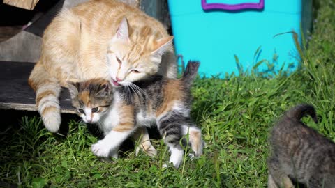 scene adorable kittens and mother cat with high quality 4k