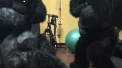 Chimpanzees play sports