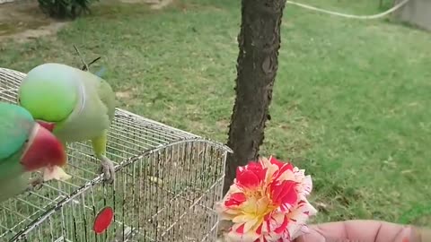 A beautiful parrot while he eats his food