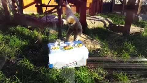 Cute Gibbons Playing and Climbingㅣ healing video