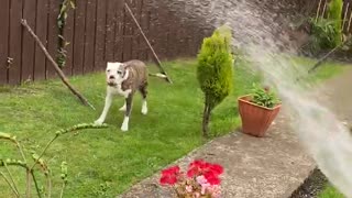 Dog Try’s to take on hosepipe