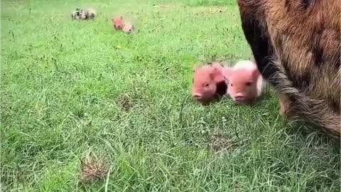 #AdorablePiglets #PigSoftikTok #AnimalLovers #FunnyPets #Pets #Nature