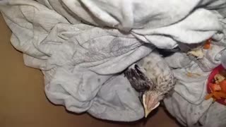 Rescued baby BlueJay -3