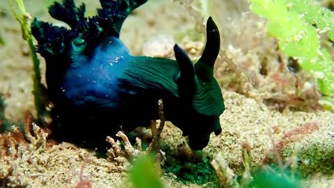 Mysteries in the deep sea।Some strange animal behavior।