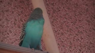 my parrot sings