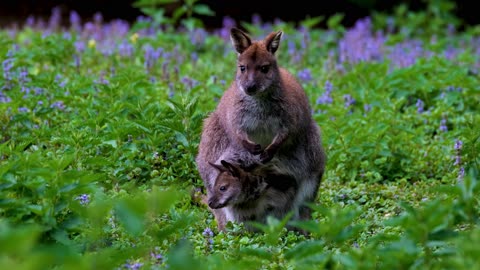 mother wallaby with baby in bag
